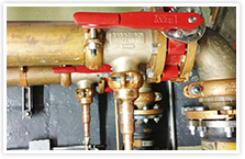 Plants: image 3 0f 4 thumb